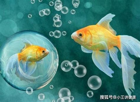 哪一種魚最好養|【什麼魚好養】新手養什麼魚好養？輕鬆養不死的懶人級觀賞魚